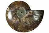 Cut & Polished Ammonite Fossil (Half) - Madagascar #292813-1